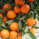 Mandarin 3*
