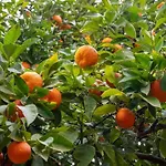 Mandarin ゲストハウス 3*