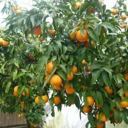 Гостевой дом Mandarin 3*
