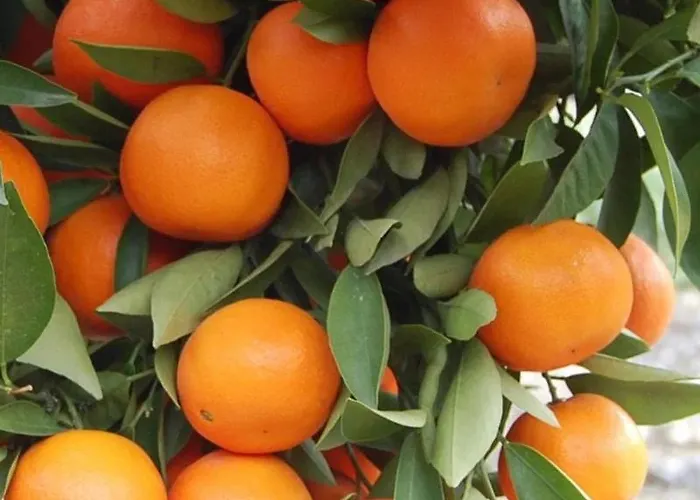 Mandarin 3*