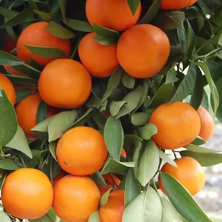 Mandarin 3*