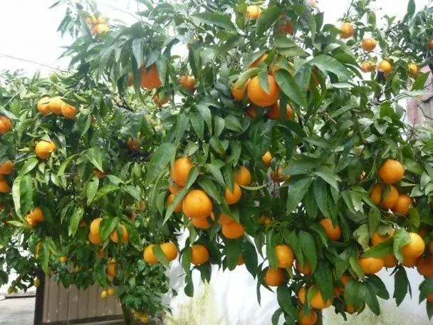 Гостевой дом Mandarin 3*