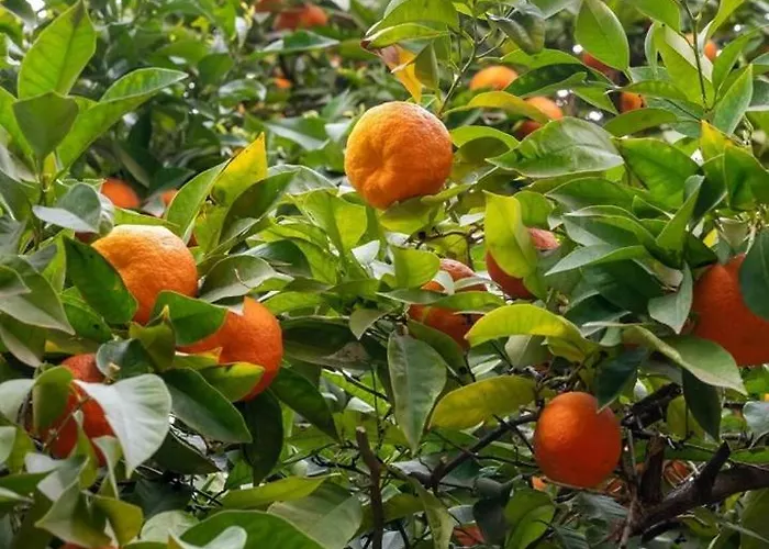 Mandarin Гостевой дом 3*